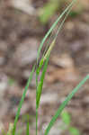 Limestone meadow sedge